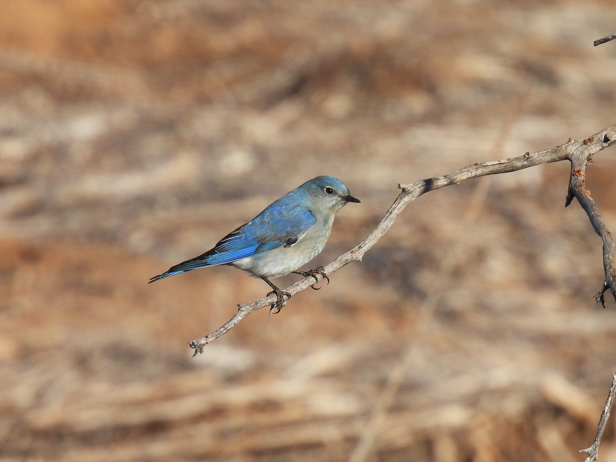 Beautiful New Mexico landscape