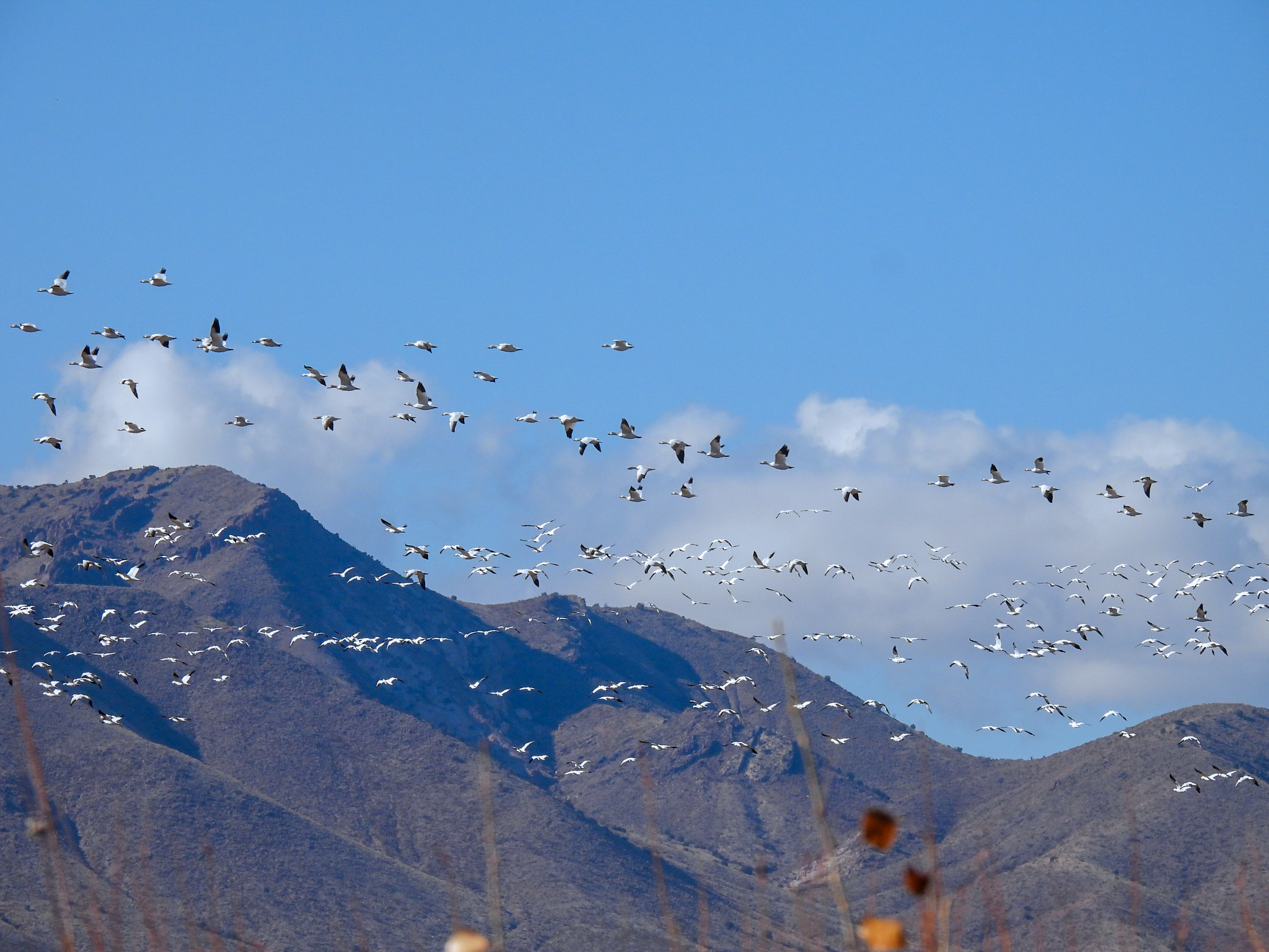 A flock of birds flying over a mountain range in Bosque del Apache