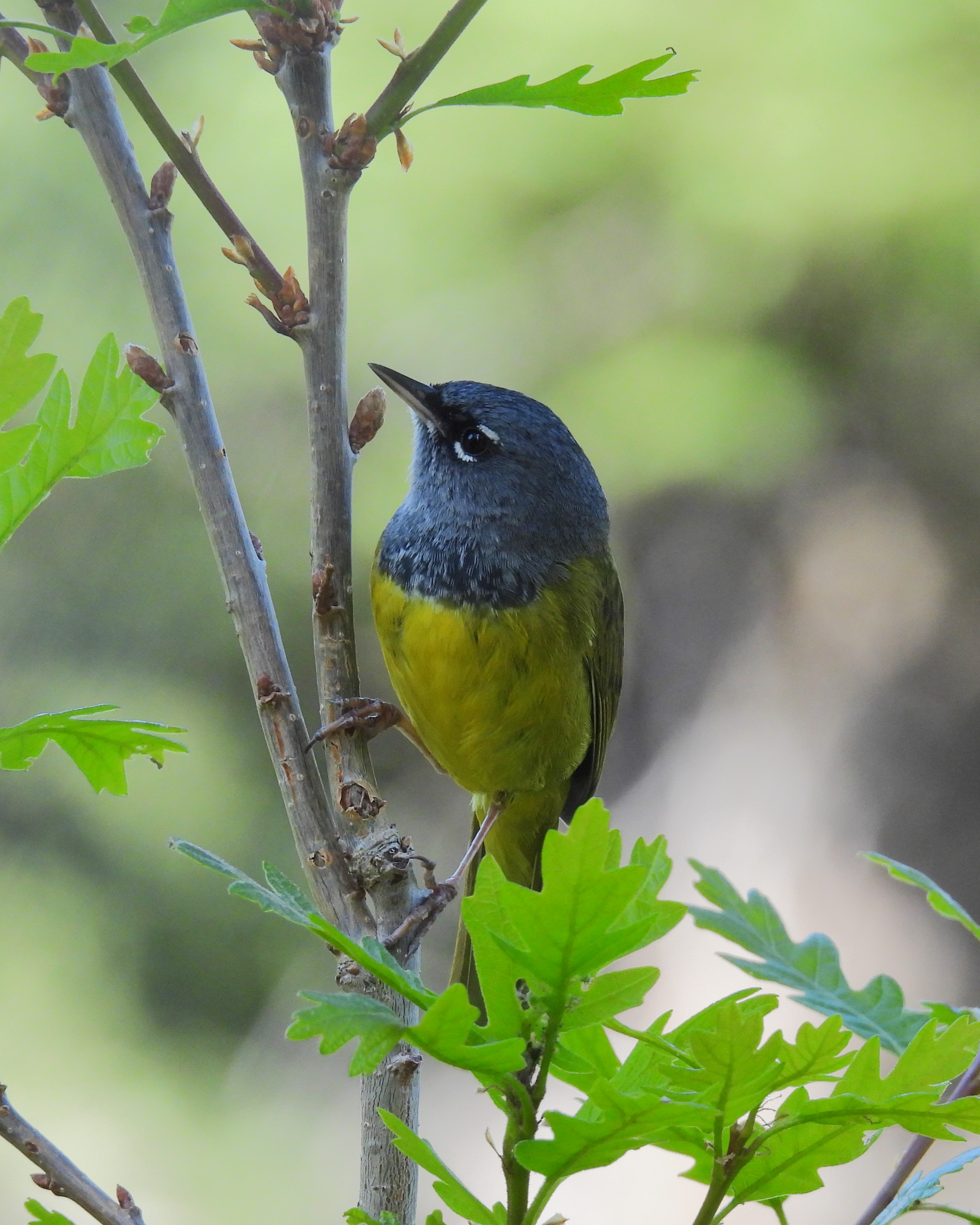 Educational Group Adventures