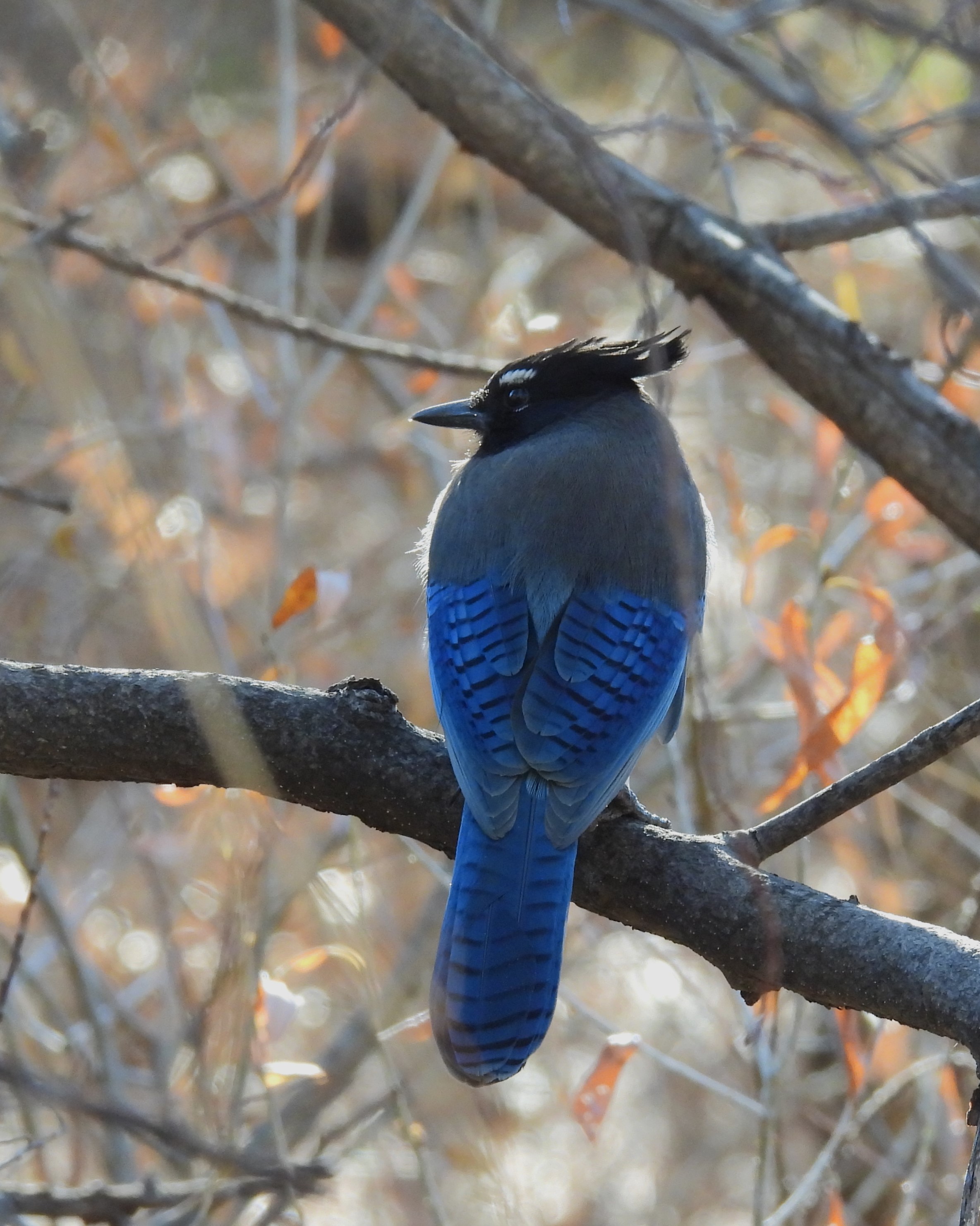 Field-Based Birding Classes