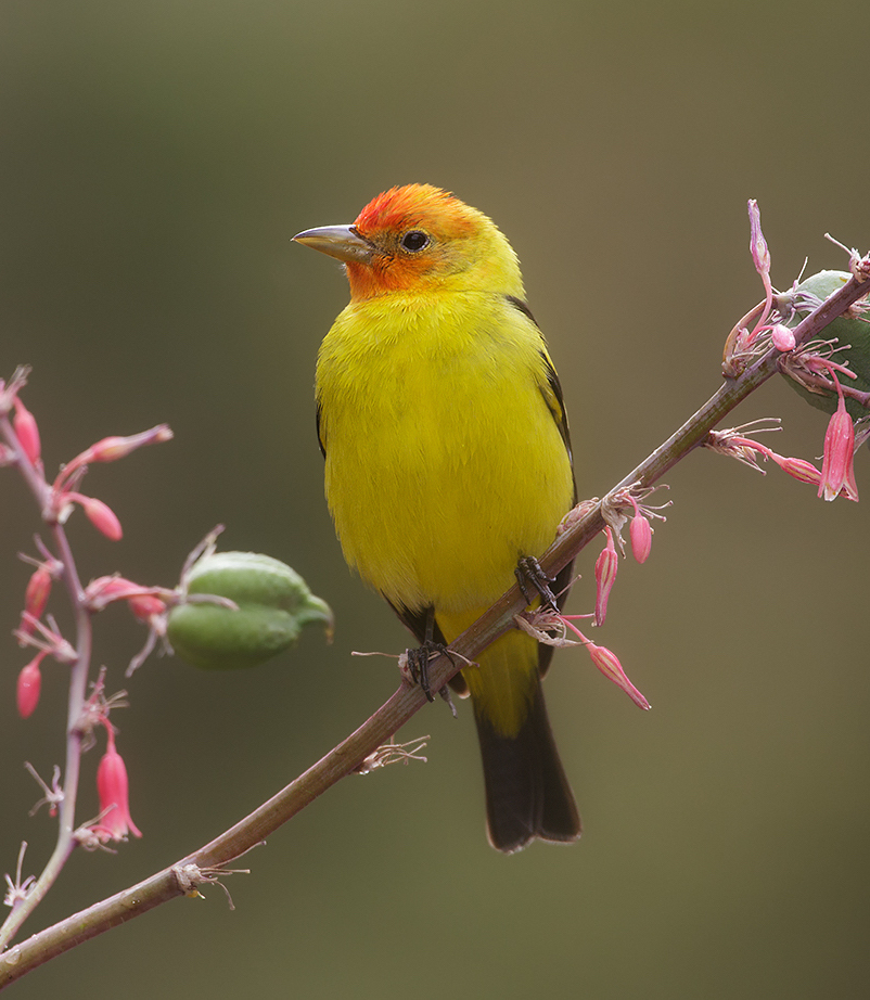 Personalized Birding Tours